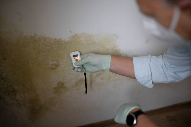 Best Office Mold Removal Services  in Skyline Ganipa, NM