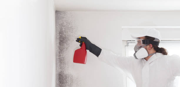 Best Local Mold Removal Service  in Skyline Ganipa, NM