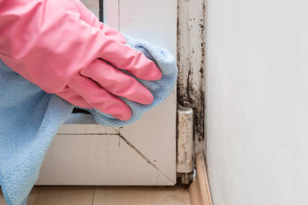 Best Certified Mold Removal  in Skyline Ganipa, NM